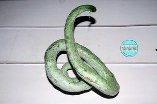 蛇瓜怎么吃要削皮吗,是否削皮，一看便知