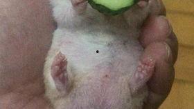 老王狂吃瓜,揭秘娱乐圈那些不为人知的幕后故事