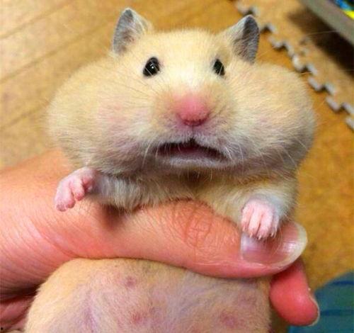 仓鼠可以吃瓜,仓鼠的夏日美食之旅