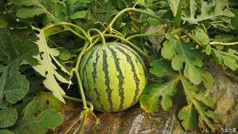 梦见摘瓜吃,摘瓜吃瓜的奇幻之旅