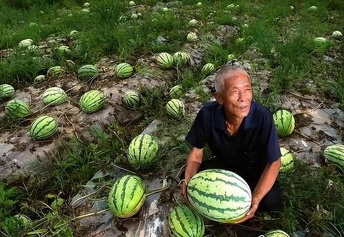 河南吃瓜,吃瓜群众的美食之旅