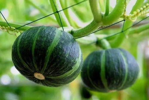 q吃瓜,q吃瓜背后的真相与内幕