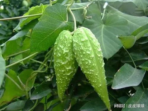 老瓜瓢怎么吃,传统美食新体验